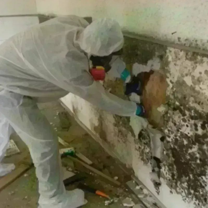 Mold Remediation and Removal in Massac County, IL